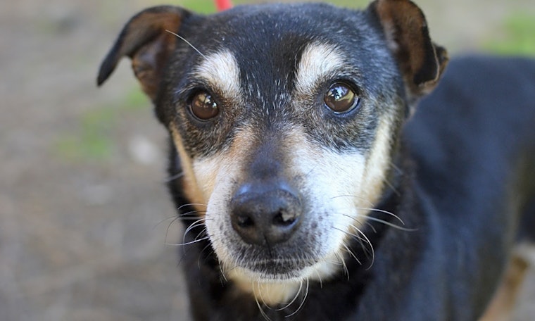 Want a pet? Here are 6 lovable pups to adopt in Santa Ana