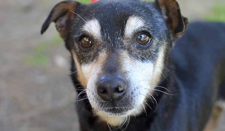 Want a pet? Here are 6 lovable pups to adopt in Santa Ana