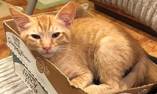These Anaheim-based felines are up for adoption and in need of a good home