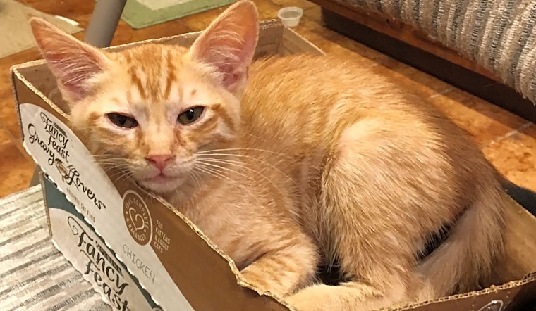 These Anaheim-based felines are up for adoption and in need of a good home