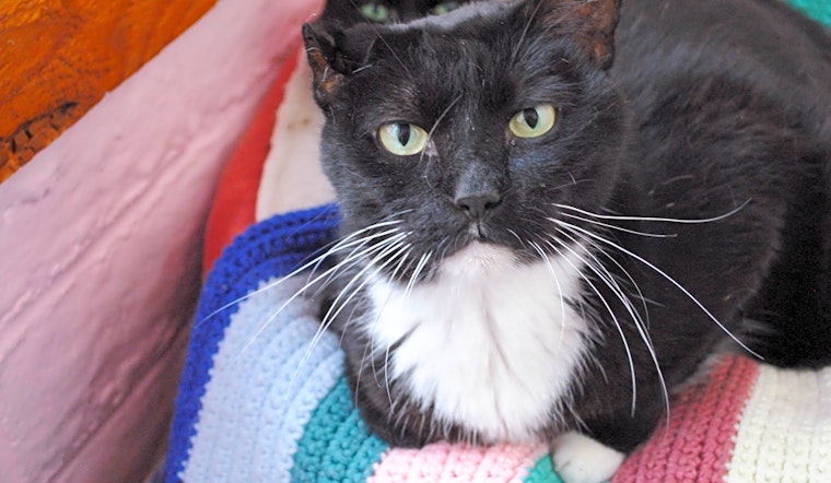 These Tucson-based cats are up for adoption and in need of a good home