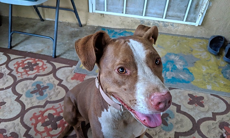 Want to adopt a pet? Here are 5 lovable pups to adopt now in Los Angeles