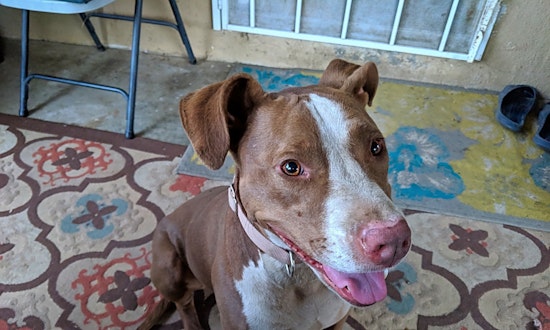 Want to adopt a pet? Here are 5 lovable pups to adopt now in Los Angeles