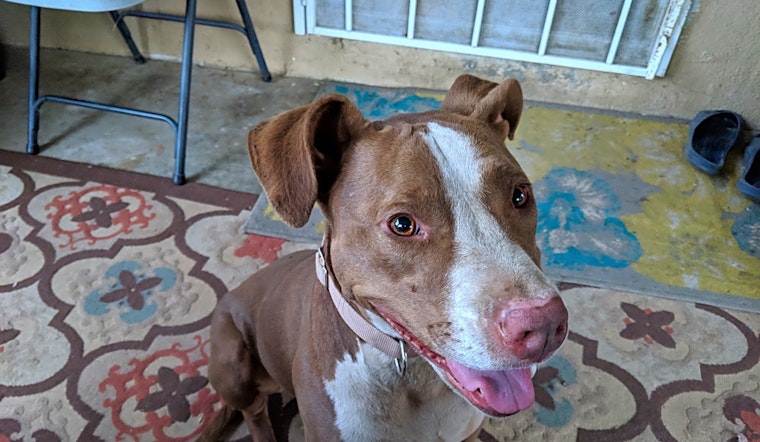 Want to adopt a pet? Here are 5 lovable pups to adopt now in Los Angeles