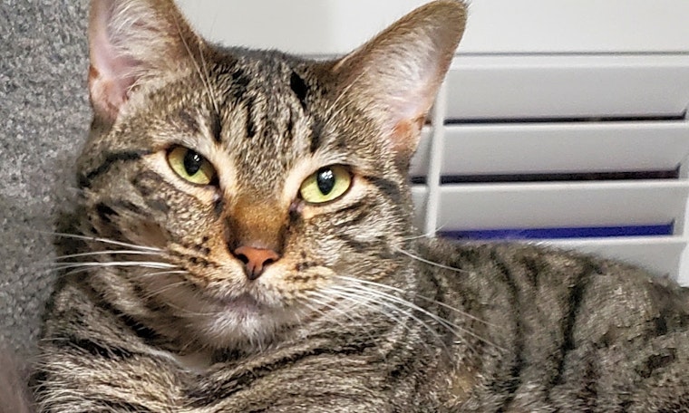 These Long Beach-based kitties are up for adoption and in need of a good home