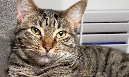 These Long Beach-based kitties are up for adoption and in need of a good home