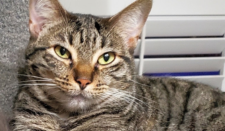 These Long Beach-based kitties are up for adoption and in need of a good home