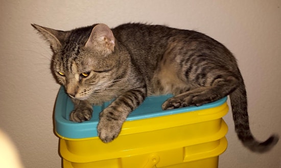 These Mesa-based felines are up for adoption and in need of a good home