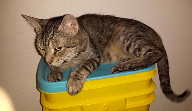 These Mesa-based felines are up for adoption and in need of a good home
