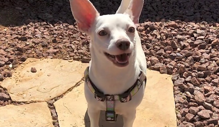 These Henderson-based dogs are up for adoption and in need of a good home
