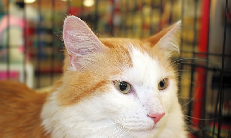 These Phoenix-based cats are up for adoption and in need of a good home