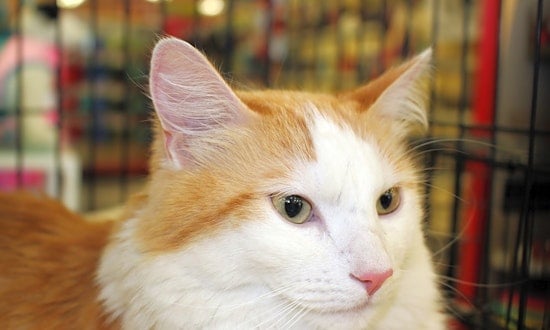 These Phoenix-based cats are up for adoption and in need of a good home