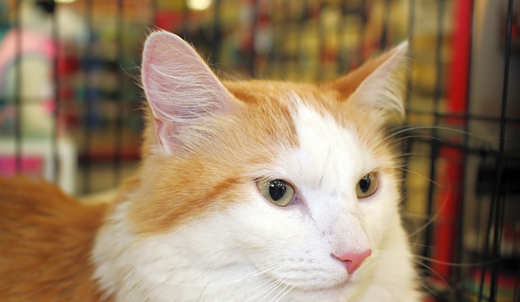 These Phoenix-based cats are up for adoption and in need of a good home