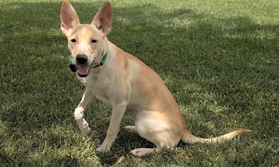 Want to adopt a pet? Here are some precious puppies to adopt now in Las Vegas