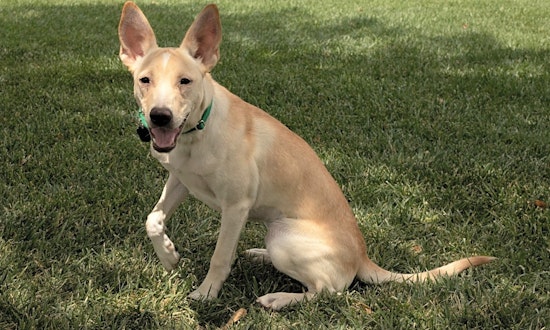 Want to adopt a pet? Here are some precious puppies to adopt now in Las Vegas