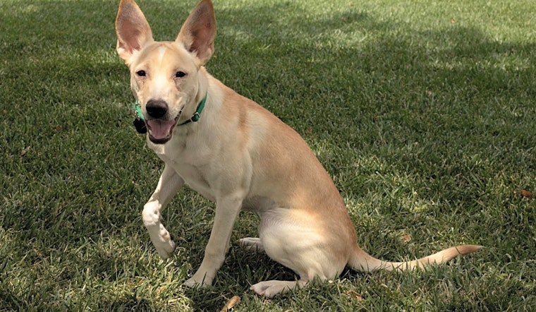 Want to adopt a pet? Here are some precious puppies to adopt now in Las Vegas
