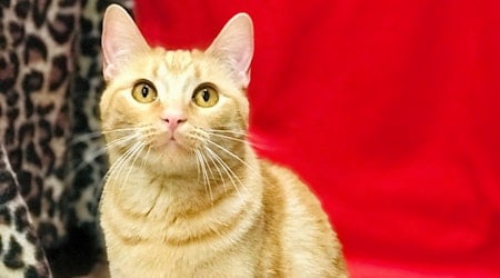 7 charming cats to adopt now in Colorado Springs