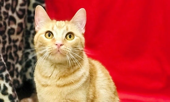7 charming cats to adopt now in Colorado Springs