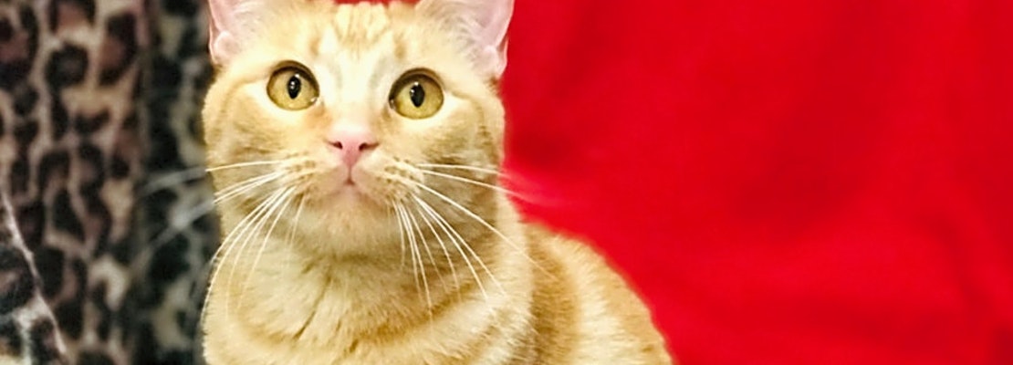 7 charming cats to adopt now in Colorado Springs