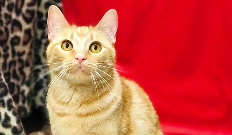 7 charming cats to adopt now in Colorado Springs