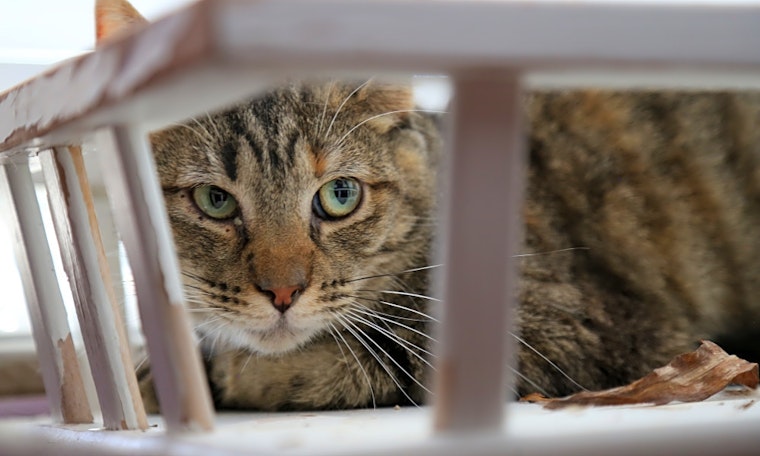 6 cool kitties to adopt now in Albuquerque