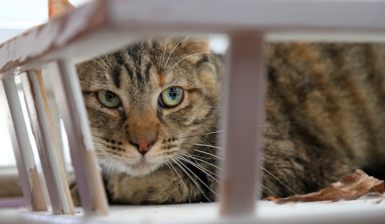 6 cool kitties to adopt now in Albuquerque
