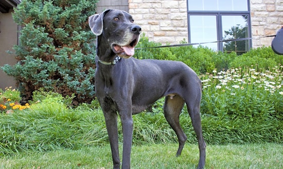 Always wanted a dog? Here are 5 delightful pups to adopt now in Aurora