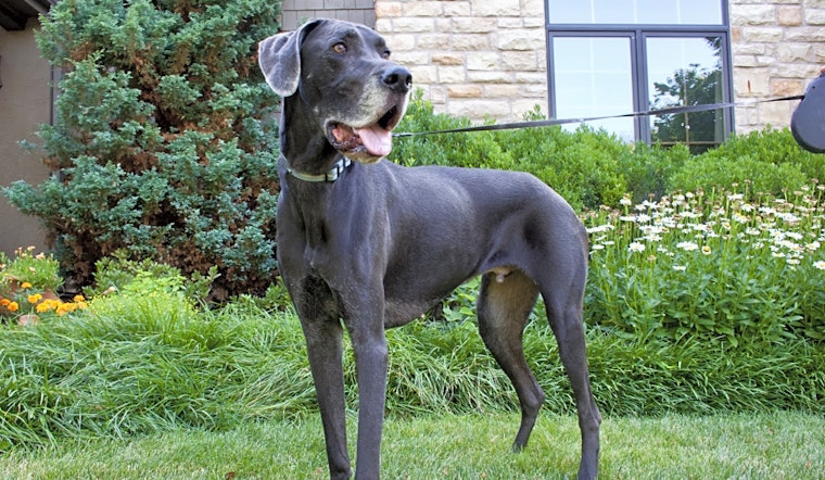 Always wanted a dog? Here are 5 delightful pups to adopt now in Aurora