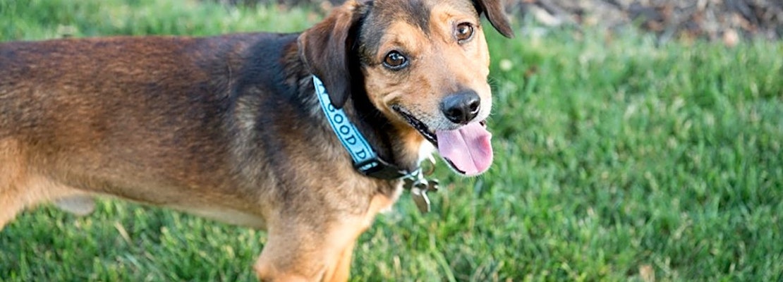 These Omaha-based doggies are up for adoption and in need of a good home