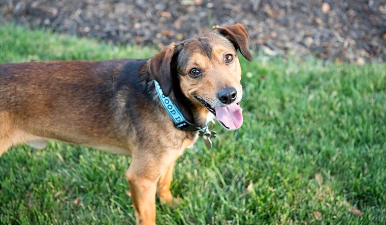 These Omaha-based doggies are up for adoption and in need of a good home