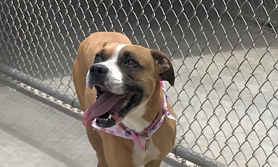 6 cuddly canines to adopt now in El Paso