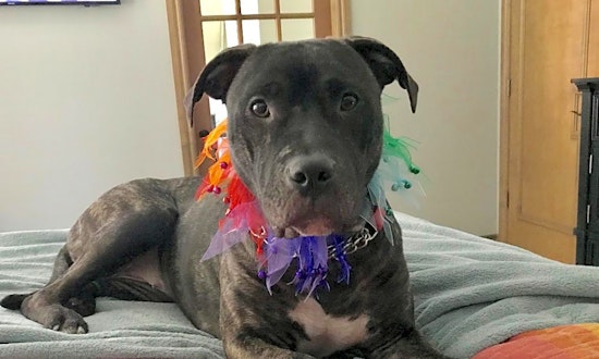 6 delightful doggies to adopt now in Oklahoma City