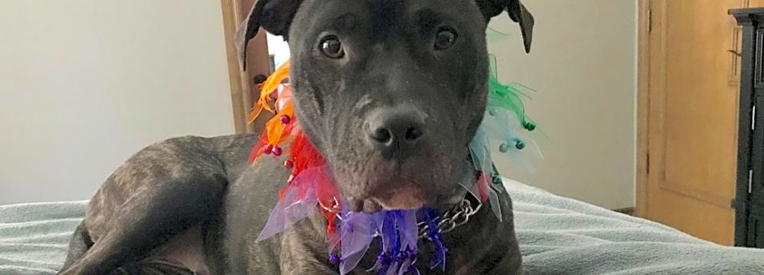 6 delightful doggies to adopt now in Oklahoma City