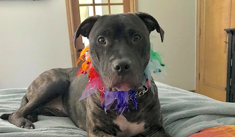 6 delightful doggies to adopt now in Oklahoma City