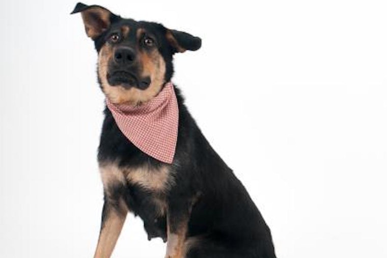 These Sacramento-based pups are up for adoption and in need of a good home