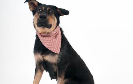 These Sacramento-based pups are up for adoption and in need of a good home