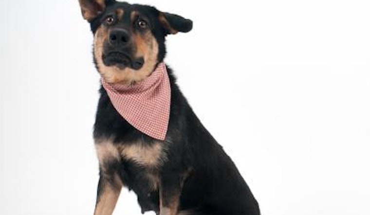 These Sacramento-based pups are up for adoption and in need of a good home