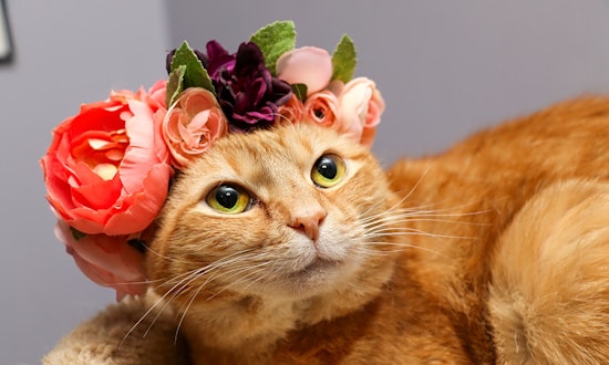 Want to adopt a pet? Here are 5 cute kitties to adopt now in Charlotte