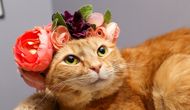 Want to adopt a pet? Here are 5 cute kitties to adopt now in Charlotte