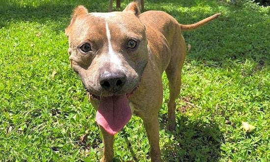 These Miami-based pups are up for adoption and in need of a good home