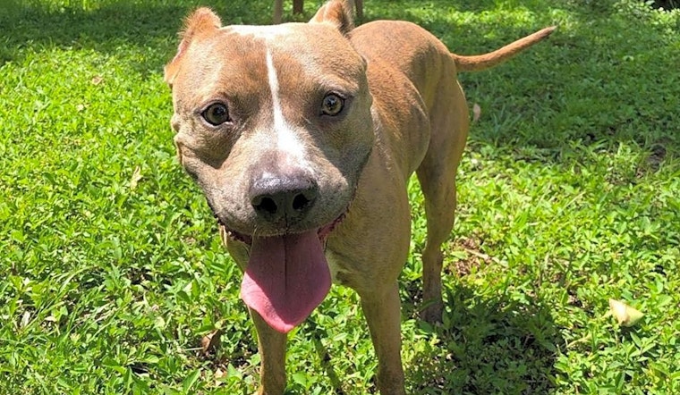 These Miami-based pups are up for adoption and in need of a good home