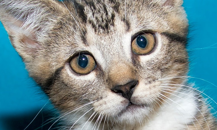 5 cute-as-can-be kittens to adopt now in Irvine