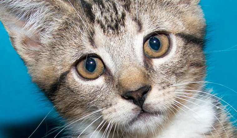 5 cute-as-can-be kittens to adopt now in Irvine