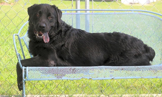 These Arlington-based dogs are up for adoption and in need of good homes