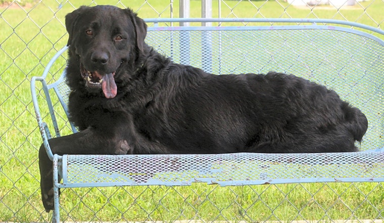 These Arlington-based dogs are up for adoption and in need of good homes