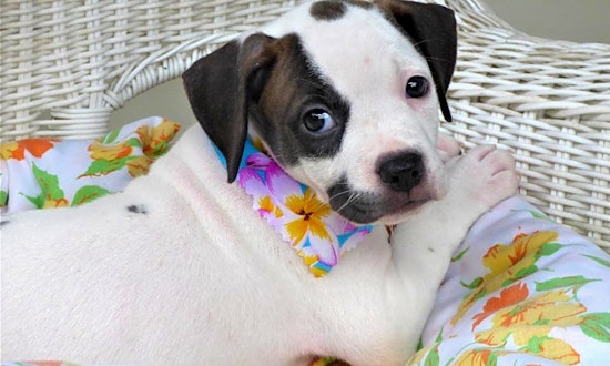 These Jacksonville-based puppies are up for adoption and in need of a good home