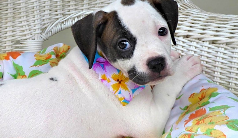 These Jacksonville-based puppies are up for adoption and in need of a good home