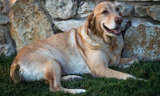 Want to adopt a dog? Here are 6 cuddly canines looking for homes now in Fort Worth