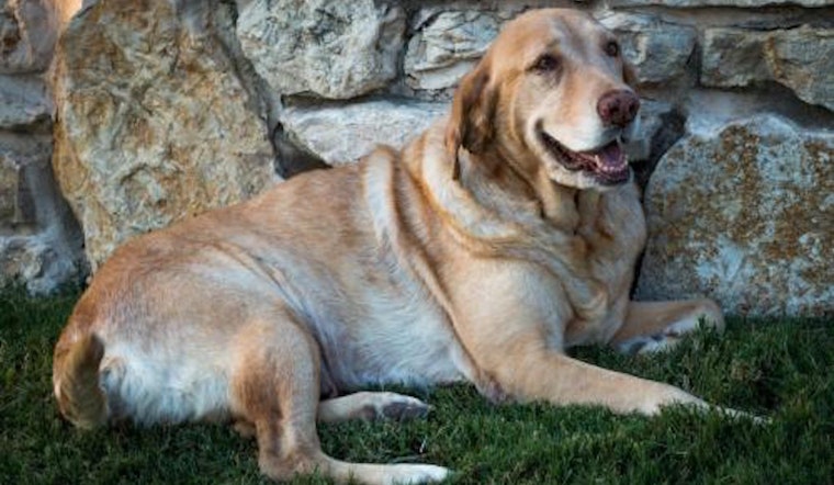 Want to adopt a dog? Here are 6 cuddly canines looking for homes now in Fort Worth