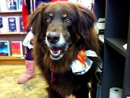 Dogs of the Upper Haight: Part 1 in a Series